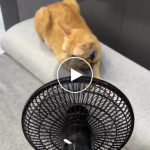 Přenosný bezdrátový ventilátor na AKU baterii – video